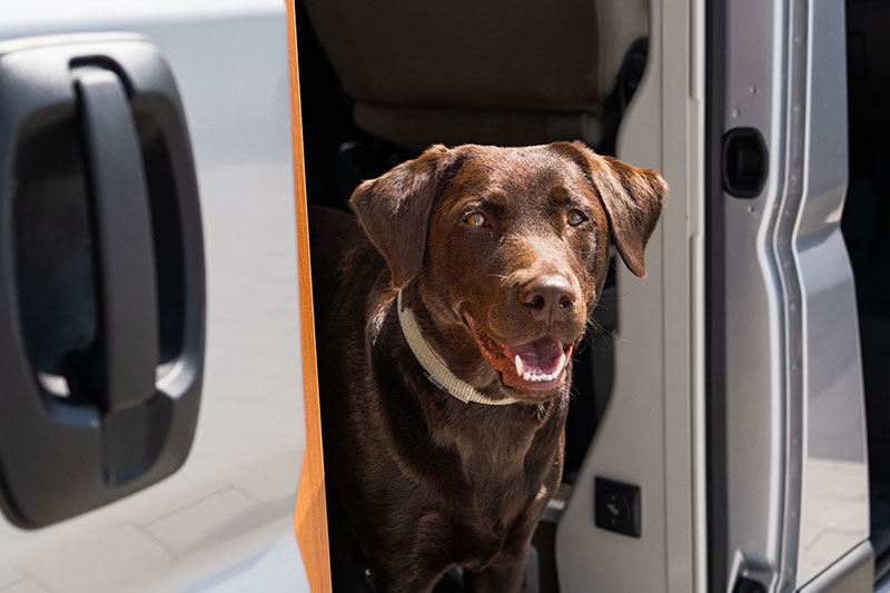 Großer, brauner Hund schaut aus der Tür eines Wohnmobils.